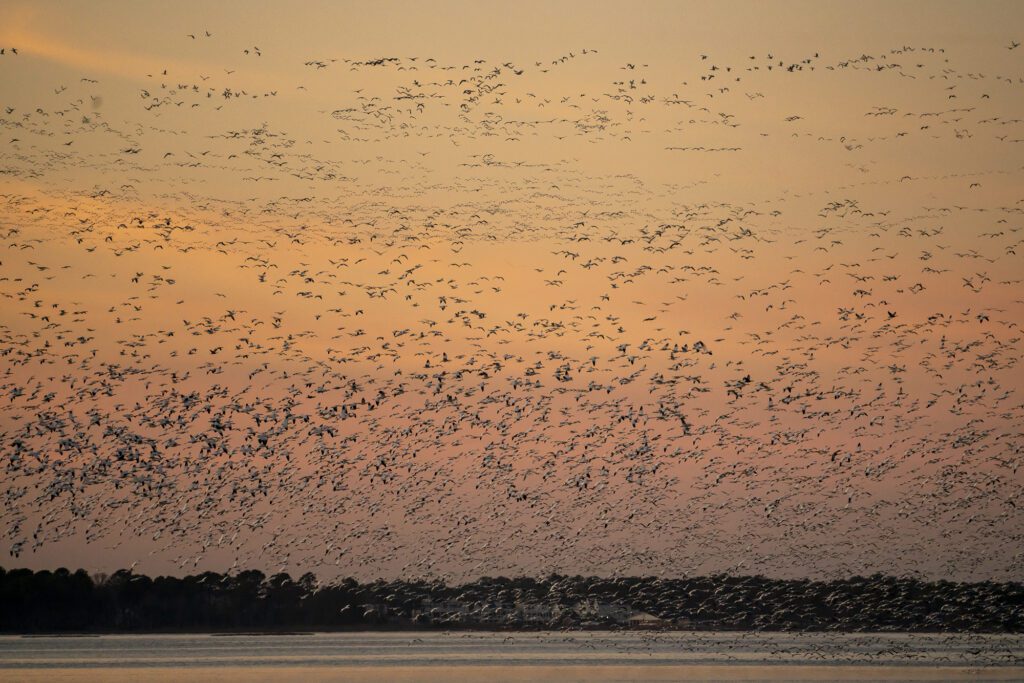 a large flock of birds flying in the sky