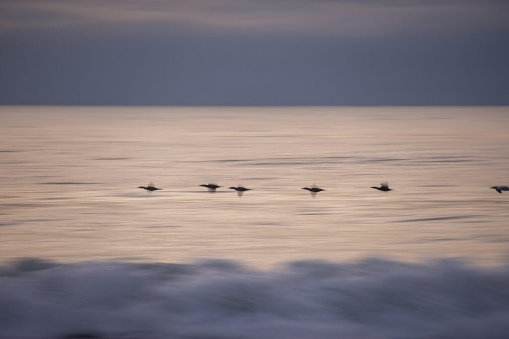 a flock of birds flying over the ocean