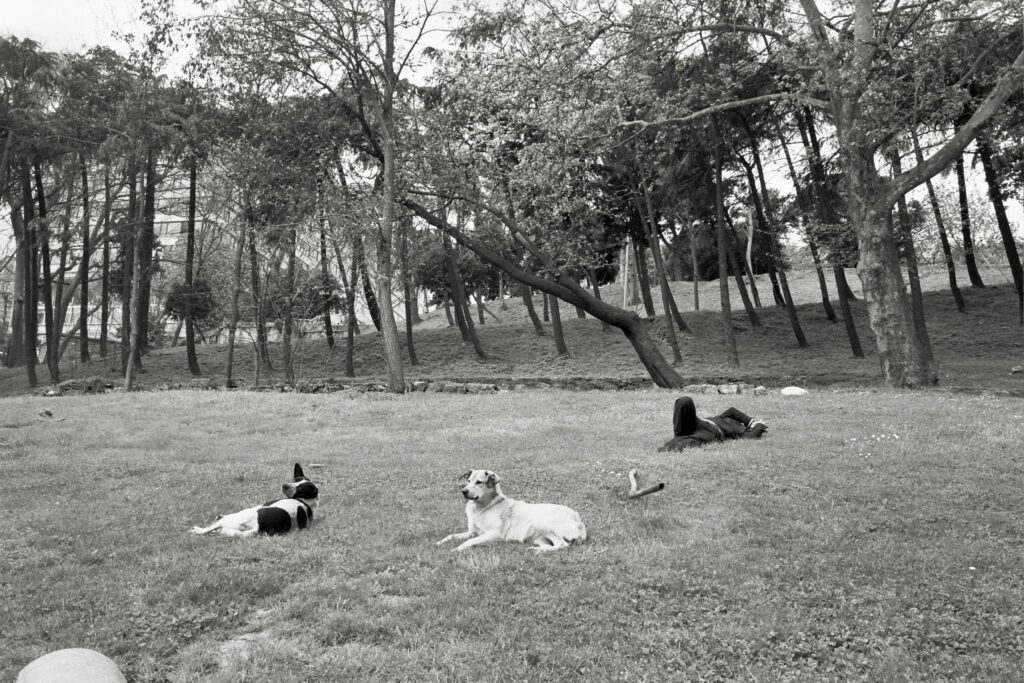 three dogs are laying in the grass near trees